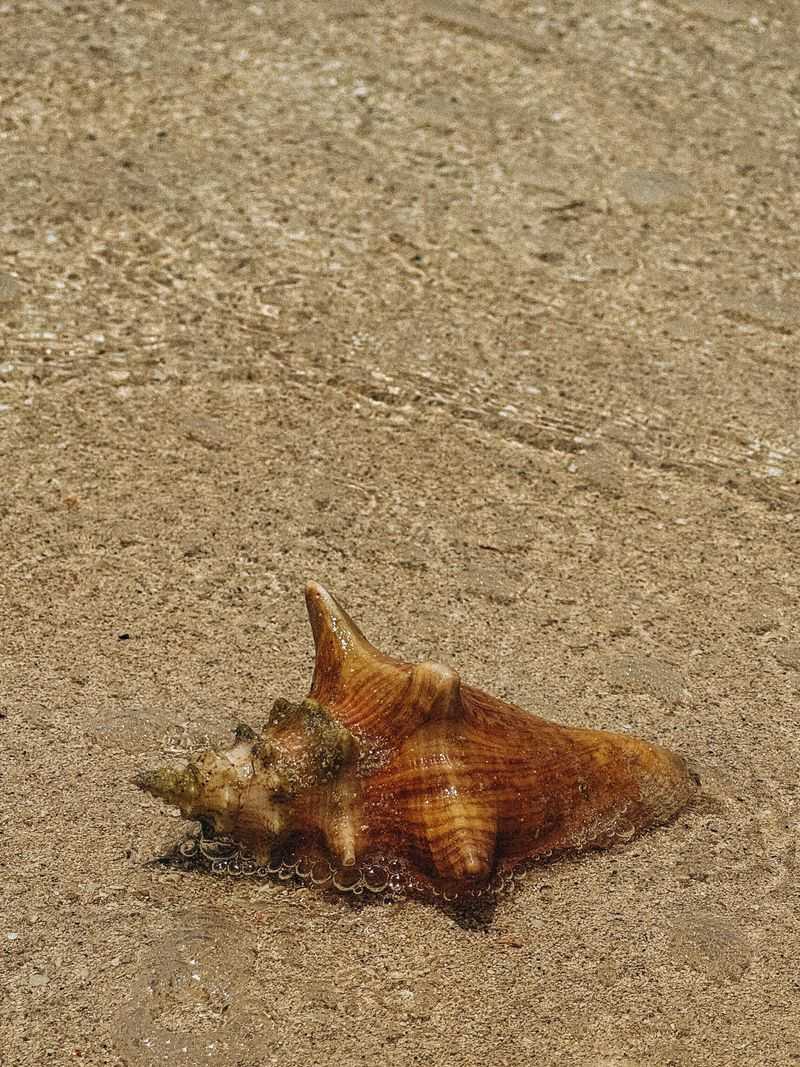Living Creatures Inside Shells And The Easy Way To Spot Them