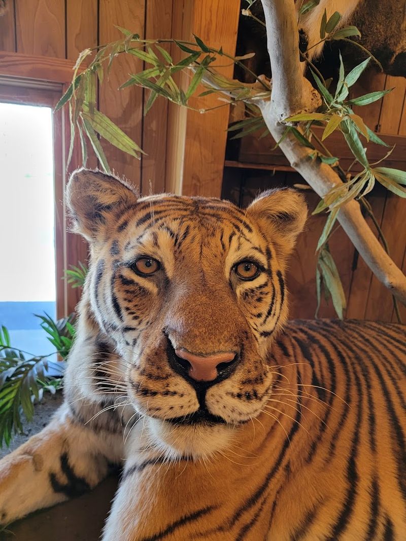 Big Cats That Will Make Your Heart Race