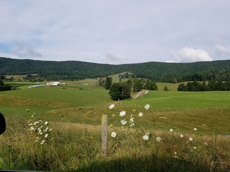 Wildflower Meadows That Explode With Color