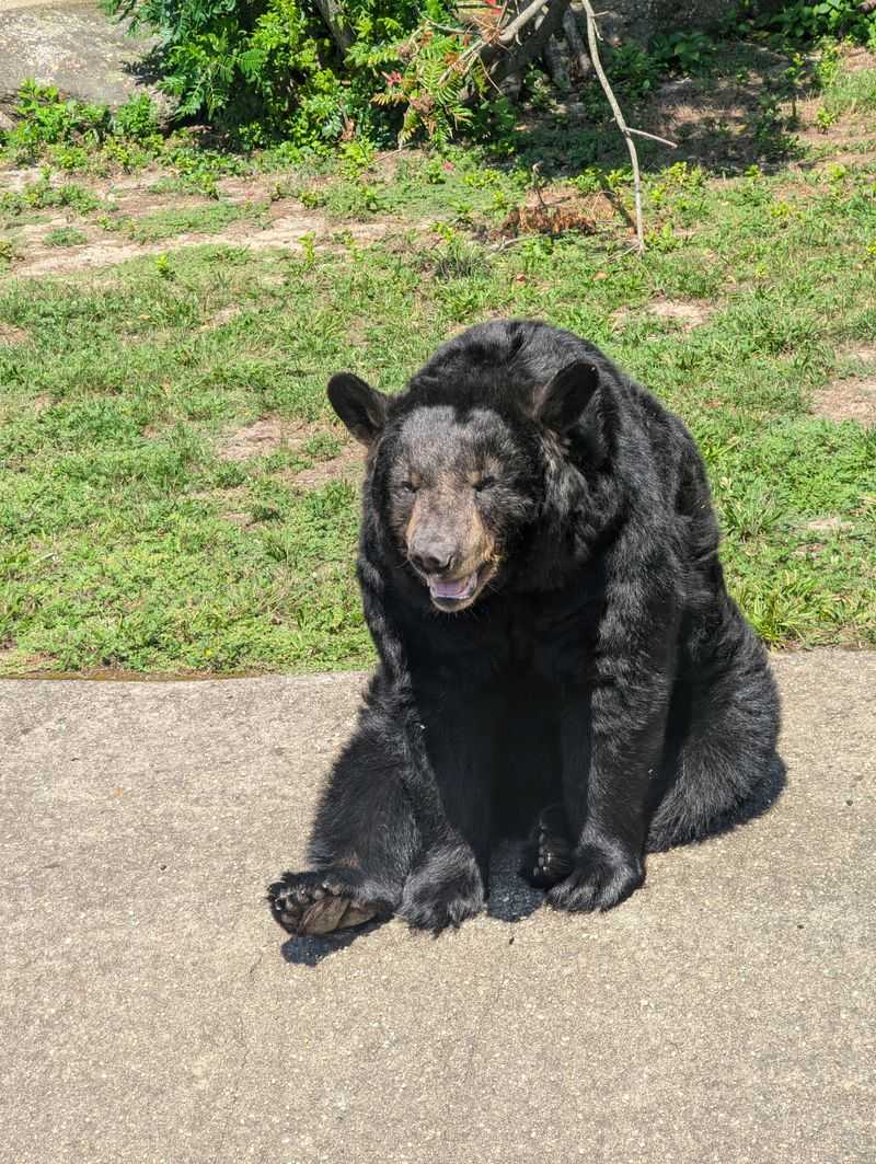 Bears Who Finally Found Peace and Comfort
