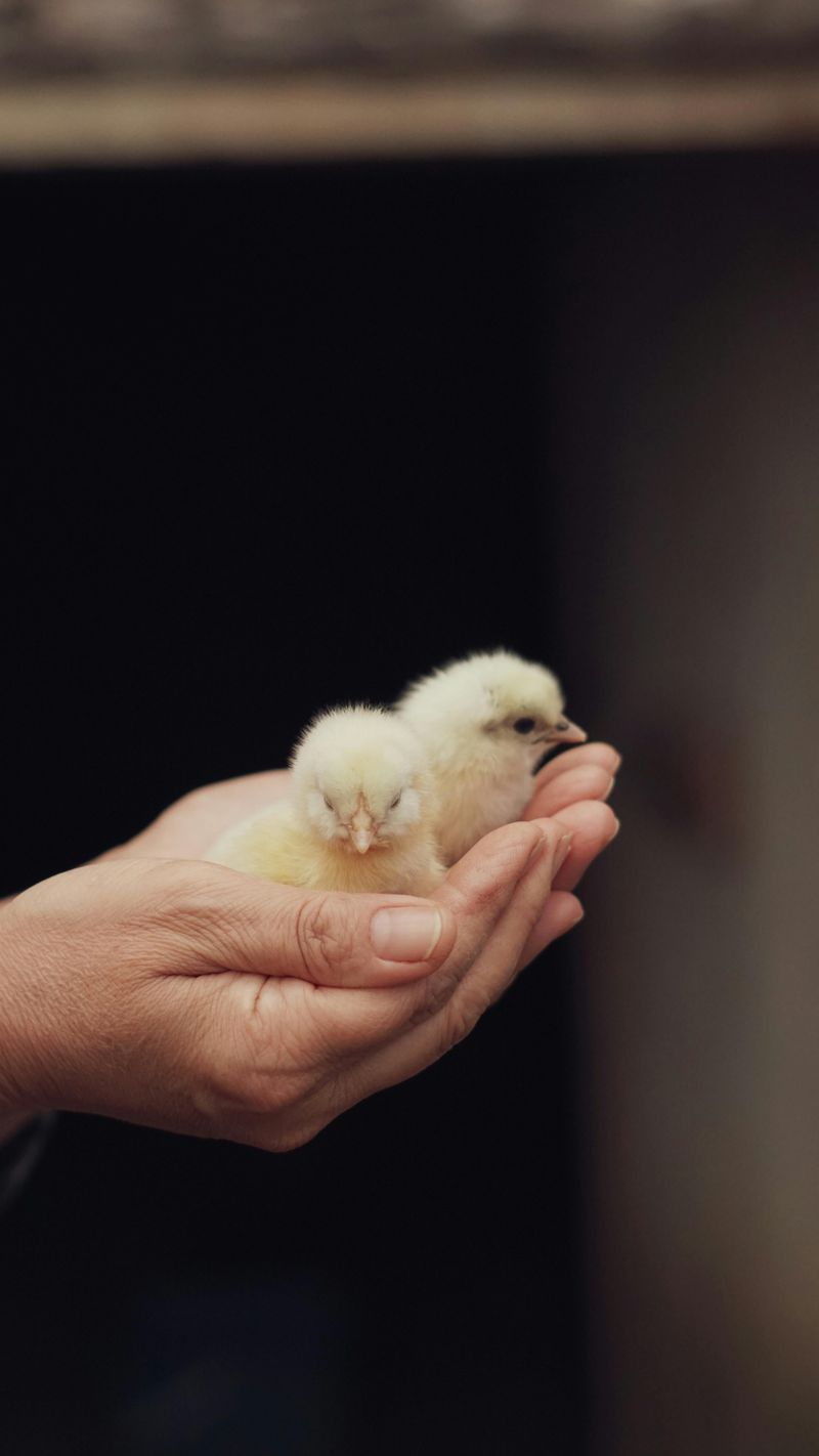 Age Cutoffs That Matter, Under 12 Weeks, Under 4 Weeks, Under 2 Months