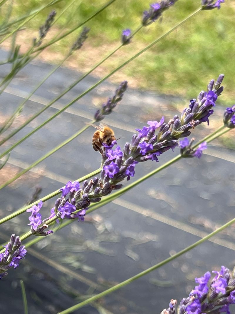 Seasonal Changes and Harvest Timing