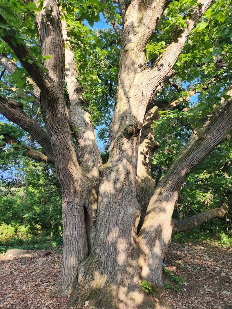Miles of Trails Show Off Wildflowers and Emerging Foliage