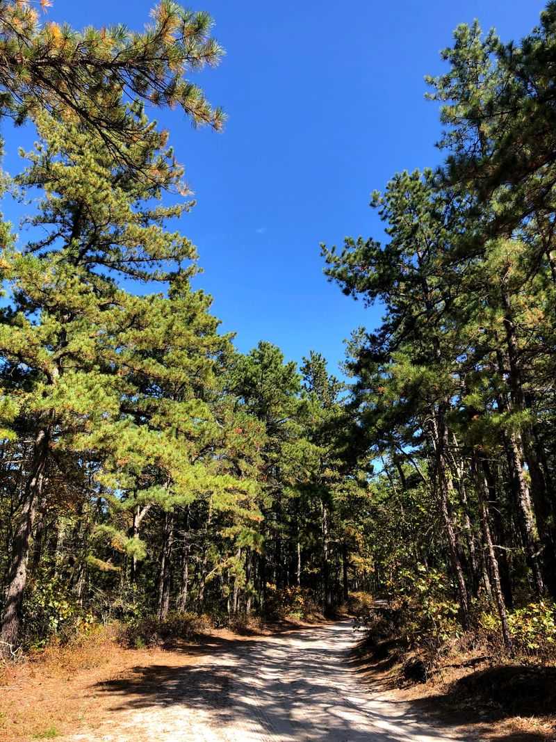 Overnight Camping in the Ghost Forest