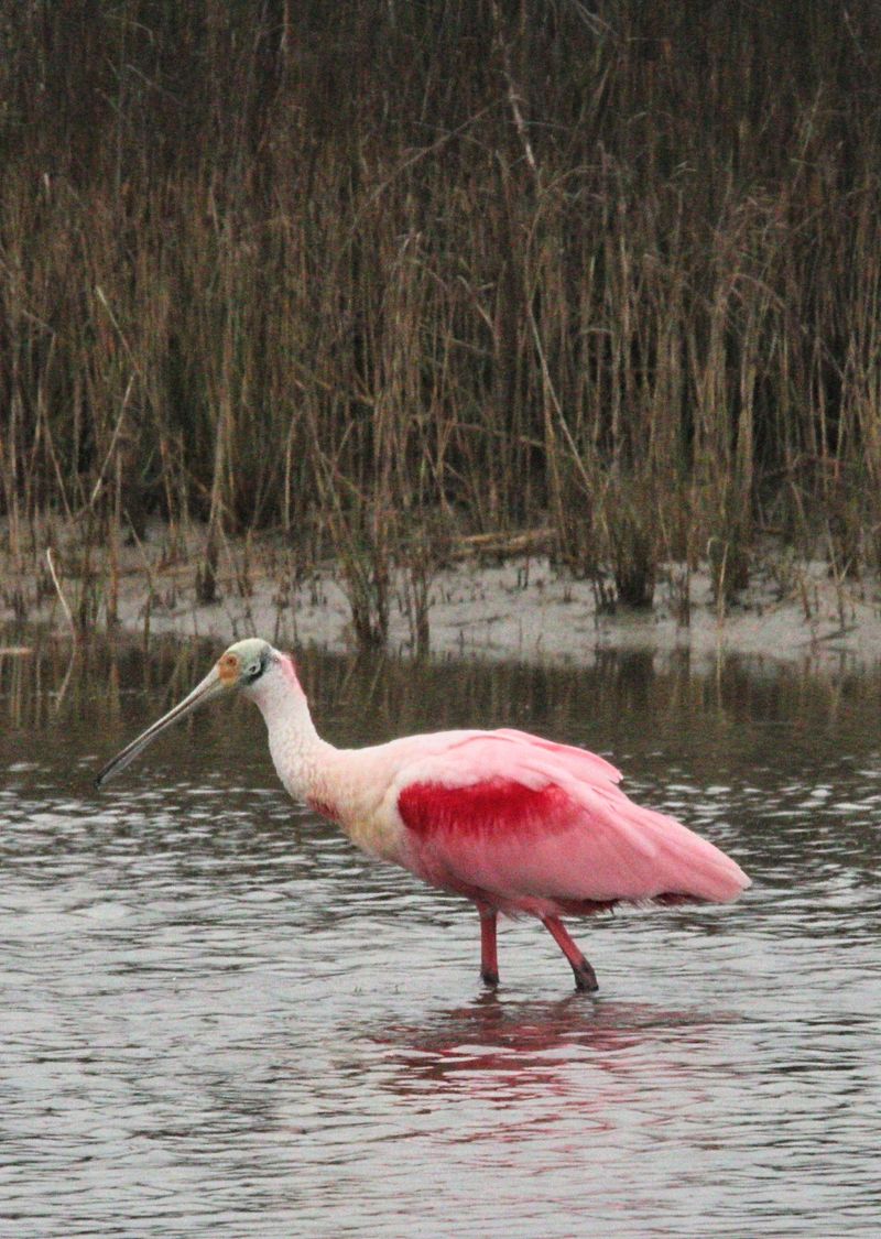 Roseate Spoonbills Add Splashes of Pink
