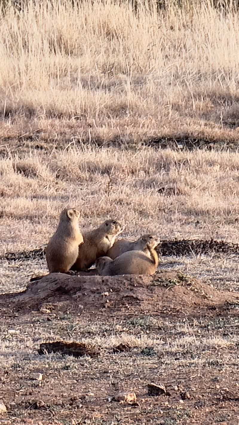 Prairie Dog Towns That Feel Like a Nature Documentary