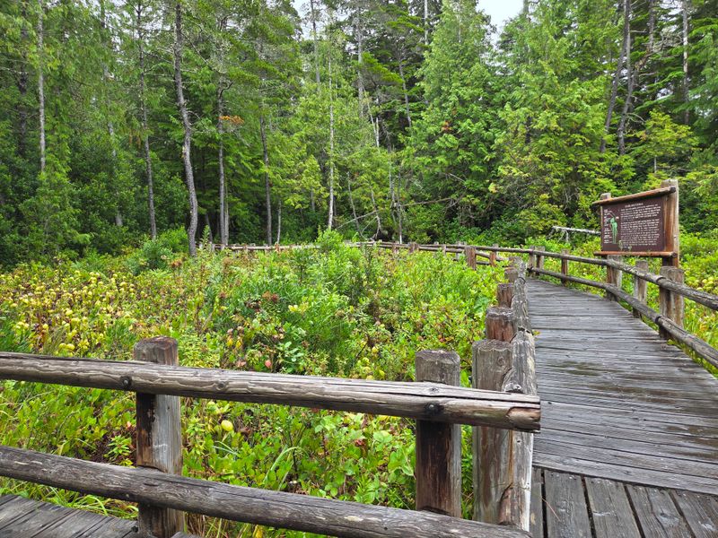 A Boardwalk Takes You Right Over the Bog