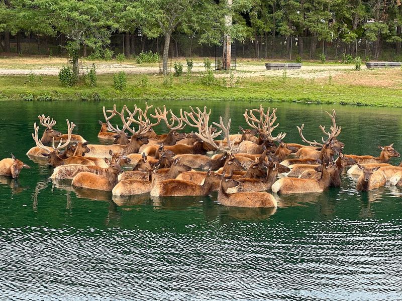 The Incredible Animal Variety Across 350 Acres