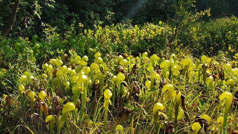 Thousands of Cobra Lilies Cluster in One Small Area