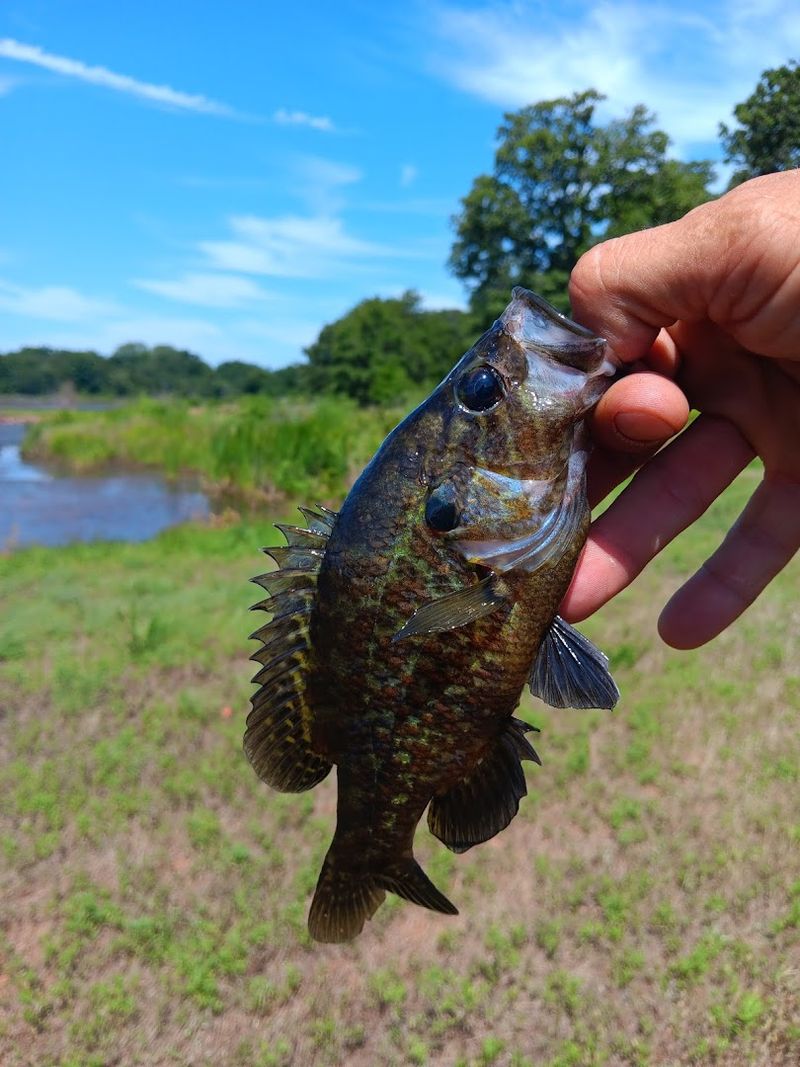 The Species Diversity That Should Be a Selling Point