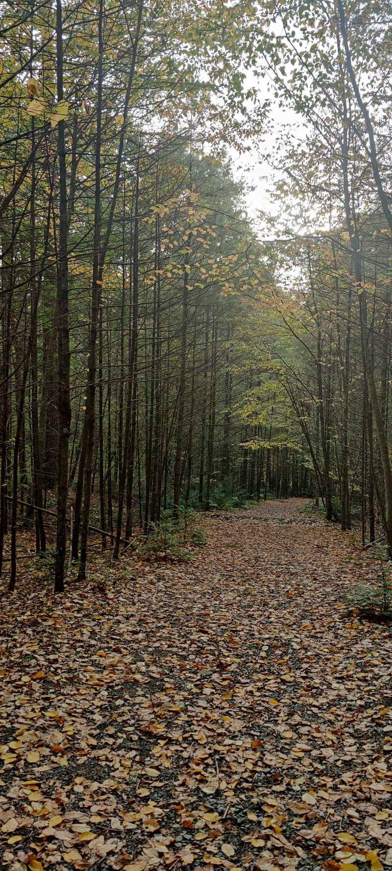 The Historic Cemetery Hidden Among the Trees