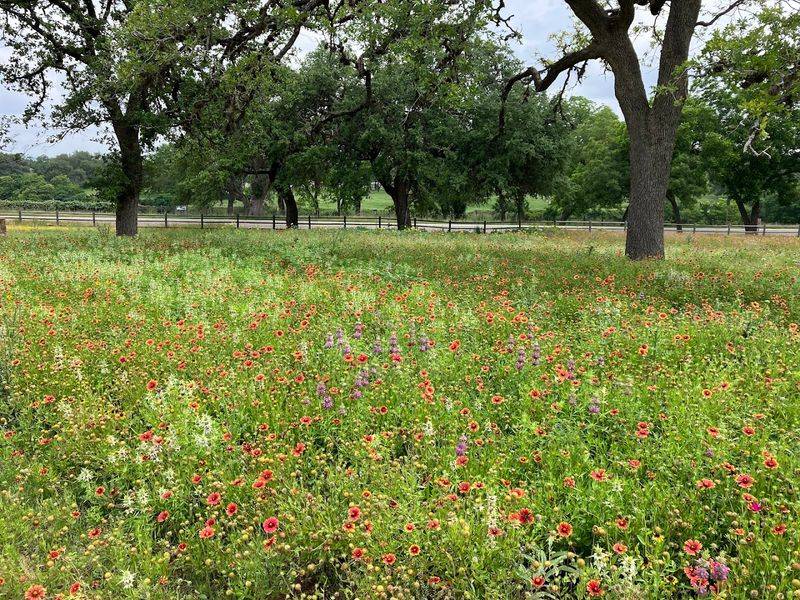 Wildflower Season Transforms the Roadsides