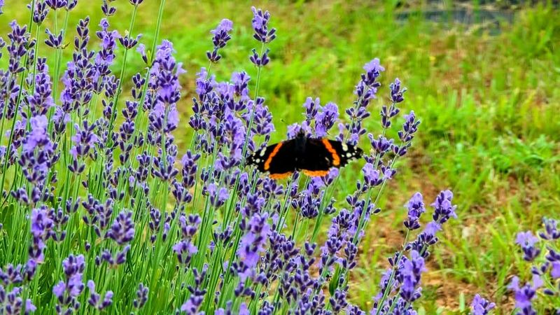 Springtime Splendor at Its Peak