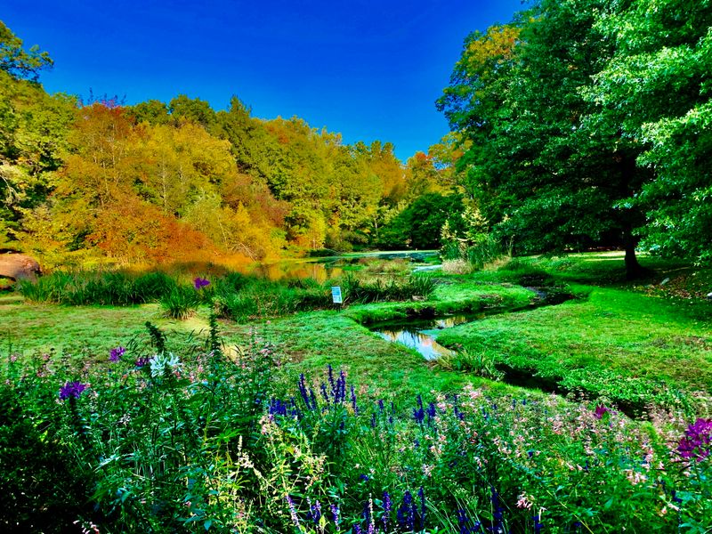 Over 400 Rhododendron Species 