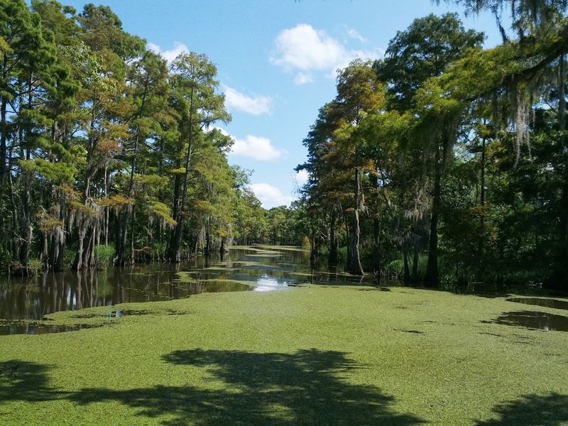 The Piney Woods of East Texas