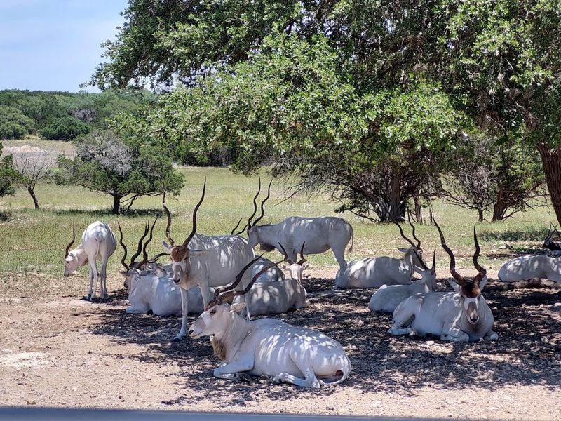 Guided Tours and Private Safari Options