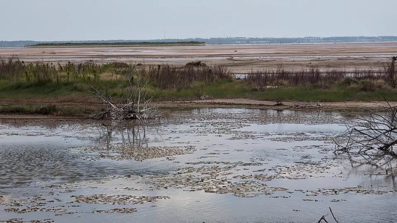 The Wildlife Seems Less Visible During Peak Hours