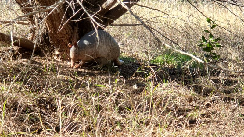 Wildlife Encounters Along the Way