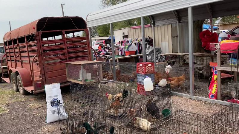 Farm Animals You Can Actually Take Home