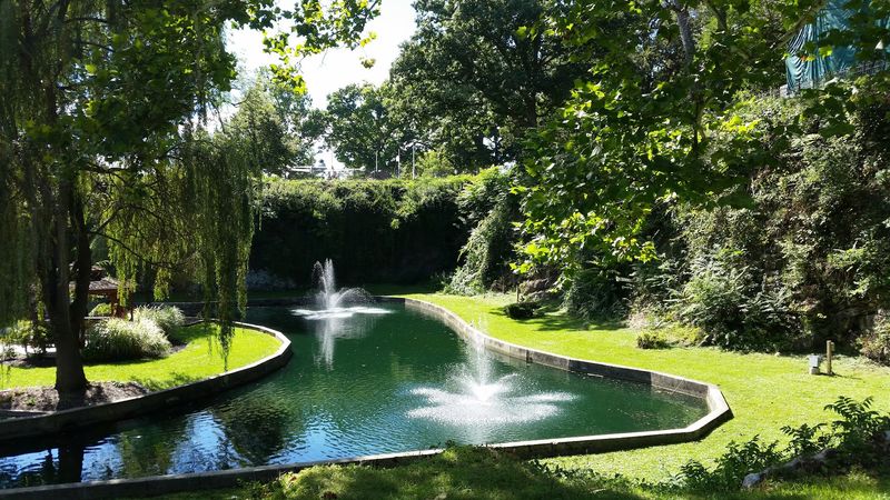 Koi Fish Add a Living, Colorful Layer to the Garden