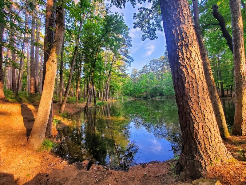 A Fishing Pond Hidden in the Pines