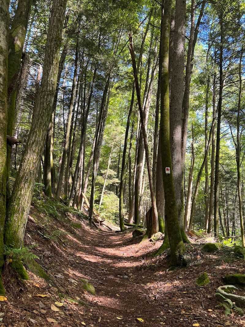 The Trail Itself: A Gentle Walk Through a Gorge That Feels Worlds Away