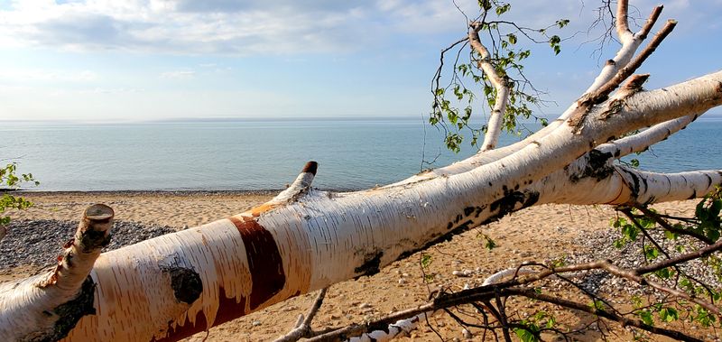 A Lumber Town Once Filled This Shoreline