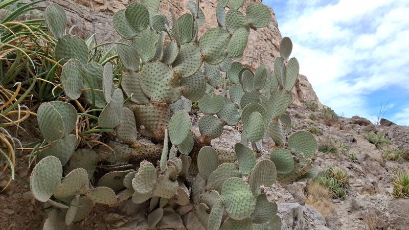 Wildlife and Plants Along the Path: A Living Desert