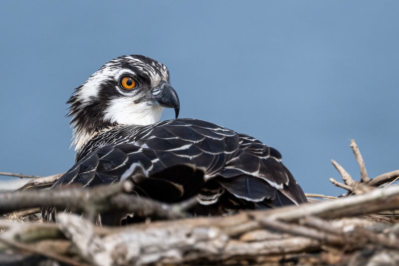 Wildlife Beyond the Birds