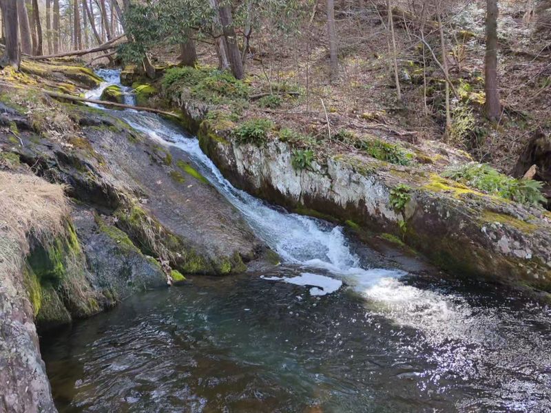 Tillman Brook: The Heartbeat of the Ravine