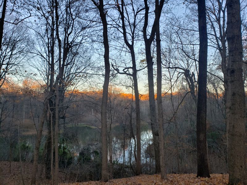 Floodplain Forest Makes The Entrance Feel Moody