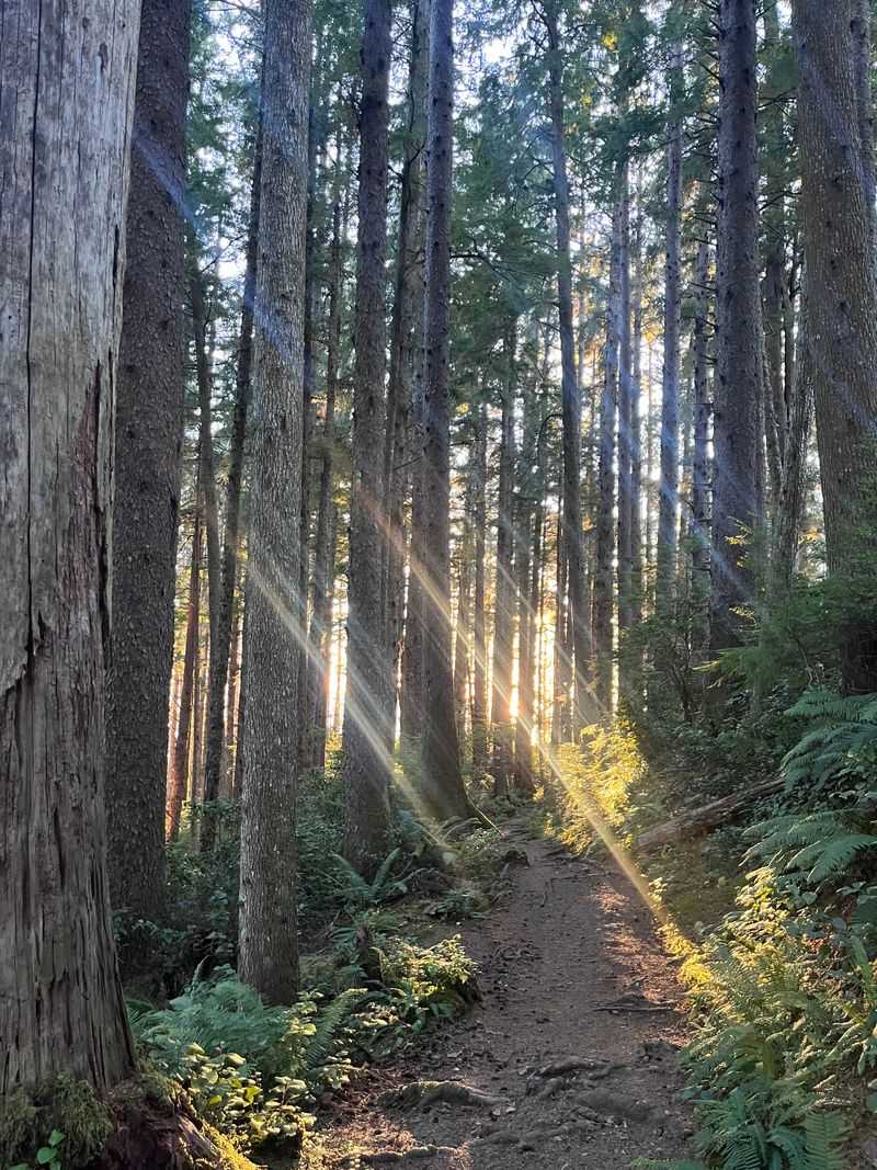 Ancient Forest Cathedral Vibes