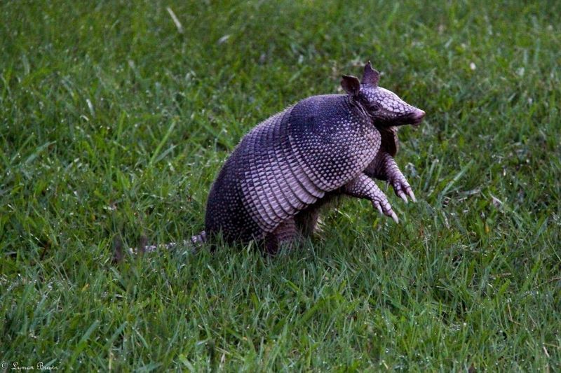 Wildlife Encounters Around Every Bend