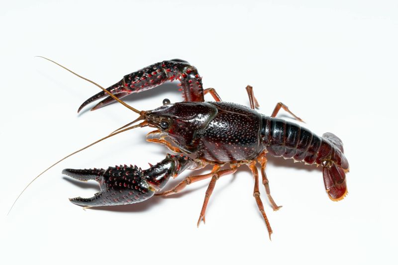 Live Bait Catch: Crayfish Are Only Legal As Bait On The Same Water You Caught Them