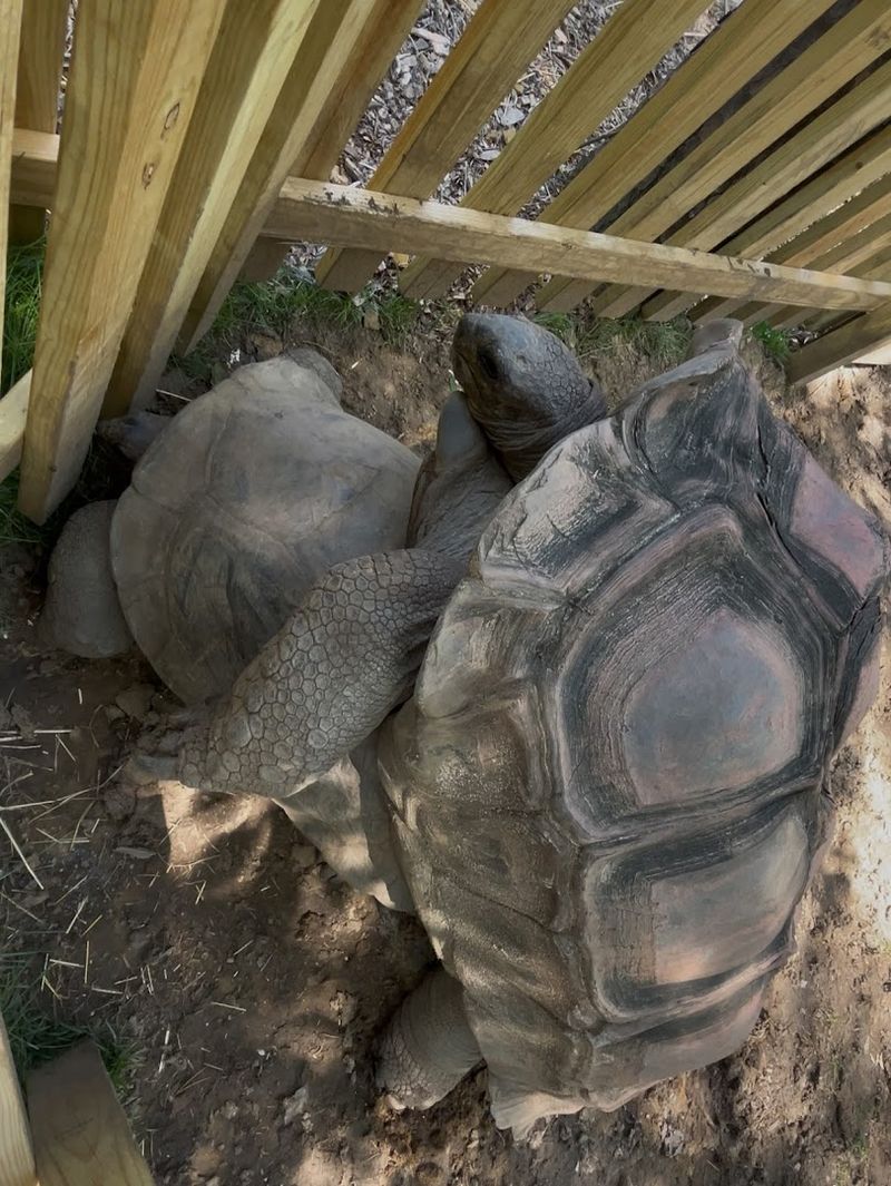 The Reptile House and Post-Safari Activities