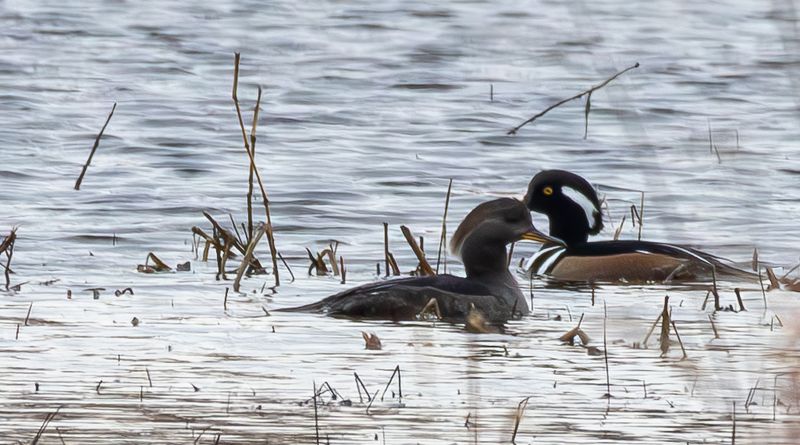 Wildlife Has Retreated From Public Areas
