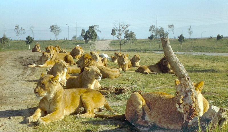 Lion Country Safari, Stockbridge