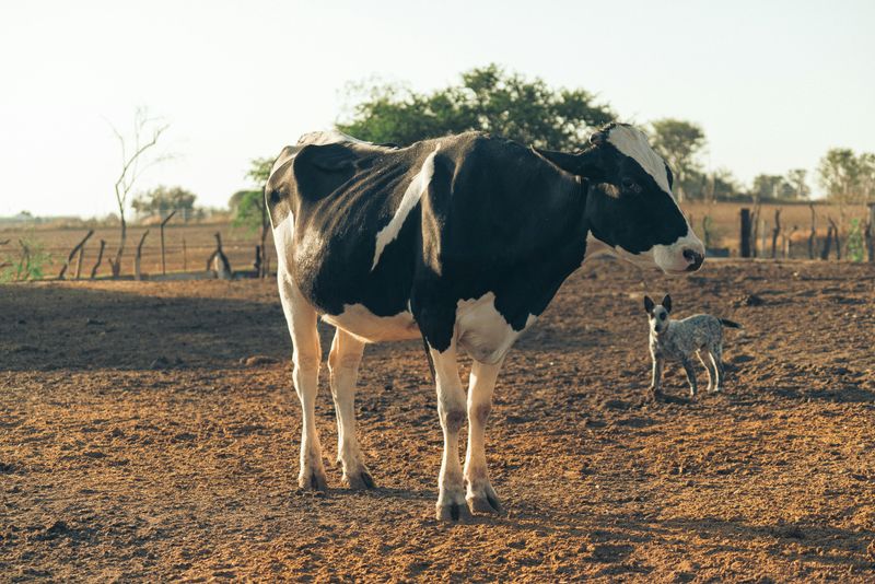 Messing With A Cow’s Udder For “Looks” Is Illegal