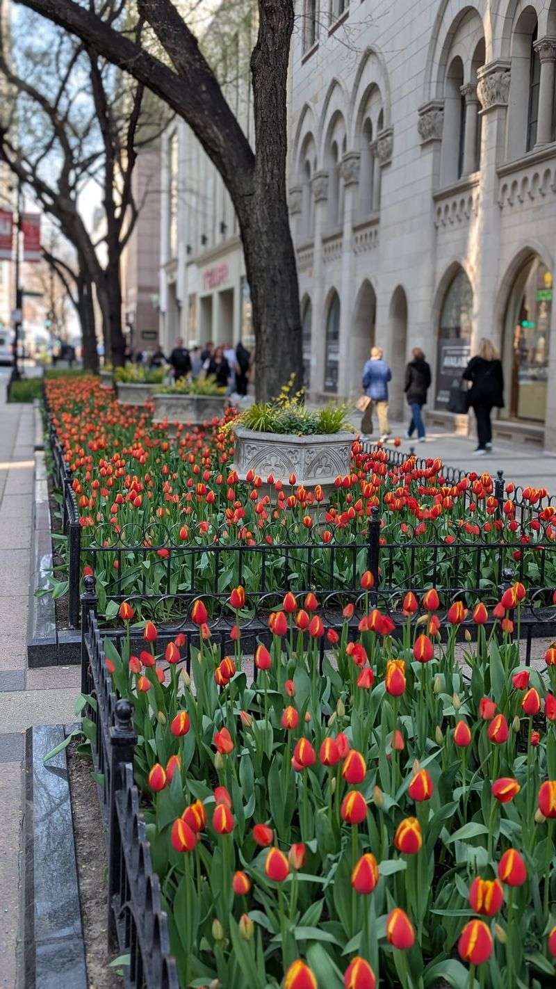 The Magnificent Mile