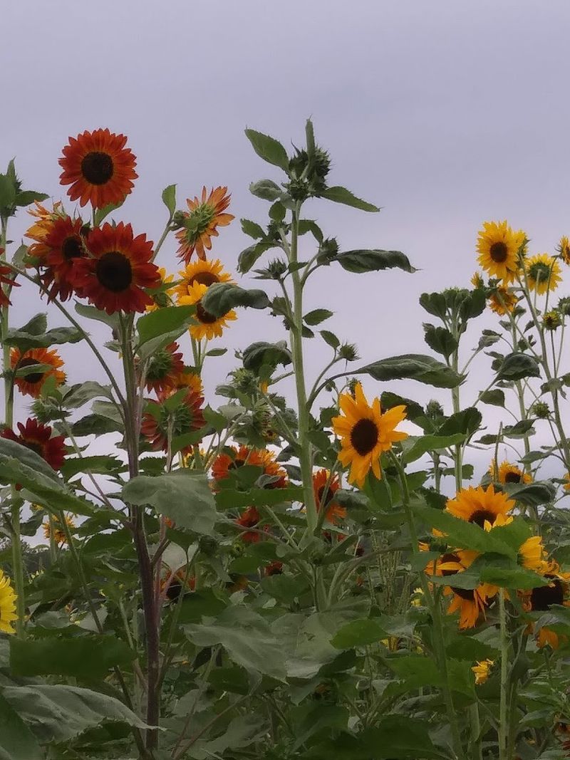 A & H Farm Pumpkin Patch (Manhattan) 