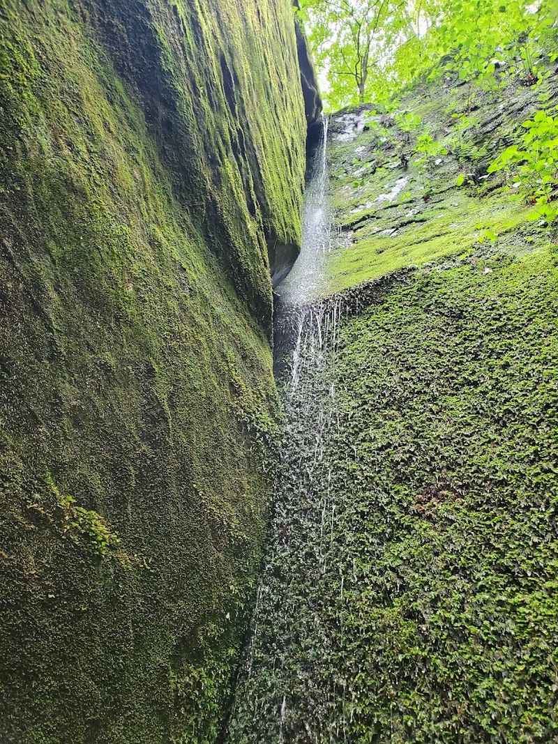 The Fern-Covered Sandstone Cliffs That Look Straight Out of a Prehistoric World