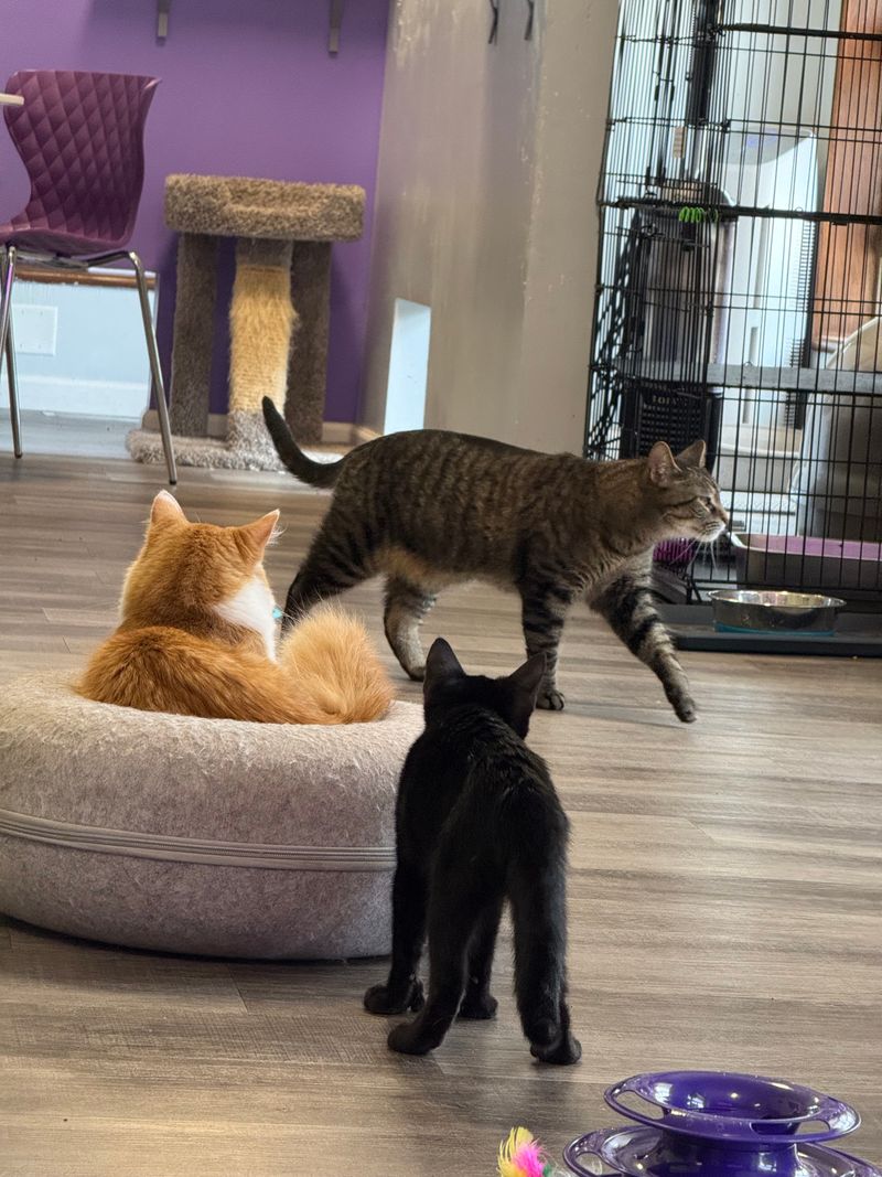 Adoptable Cats Looking For Forever Homes