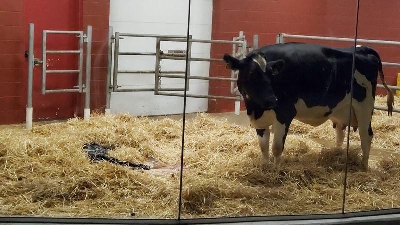 Watching Calves Being Born Up Close