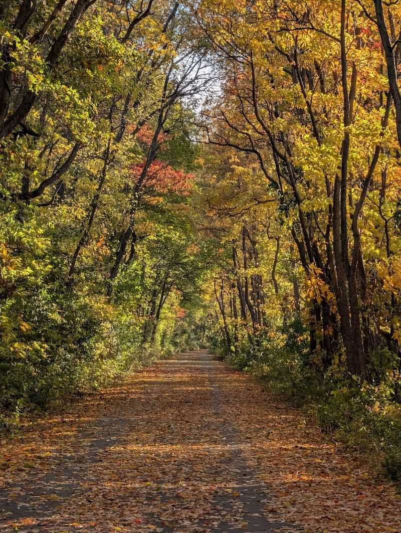 You Share the Path with Real Horse-Drawn Buggies