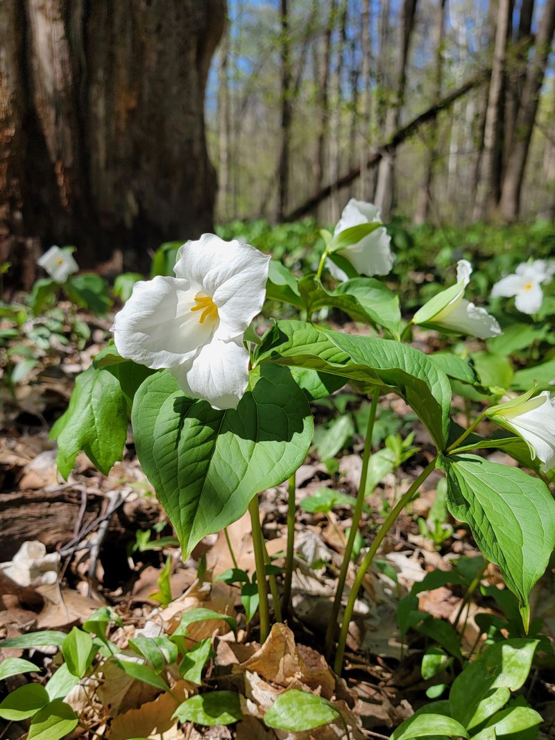 Wildflower Carpets That Bloom Nowhere Else