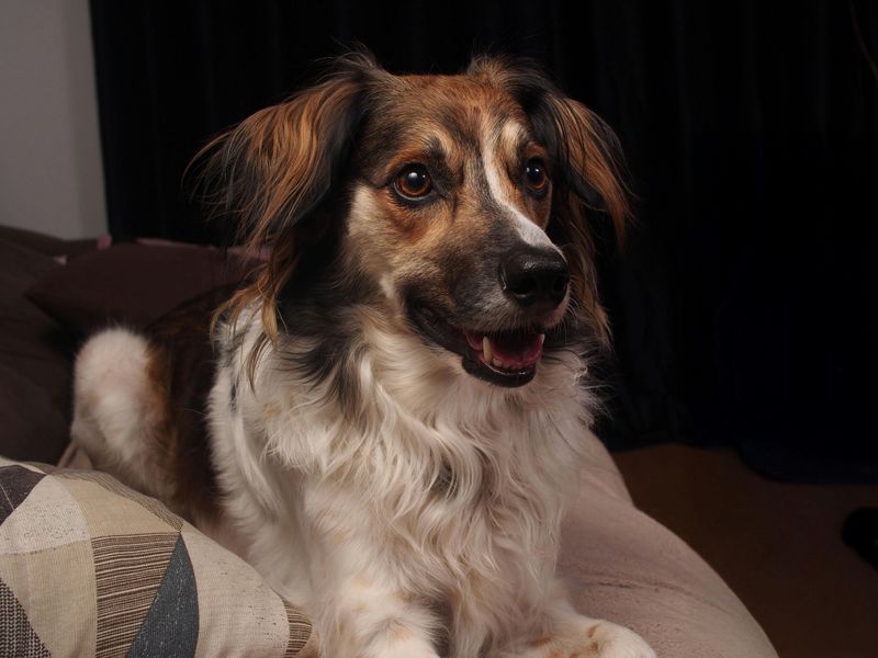 That First Patio Visit With Your Pup