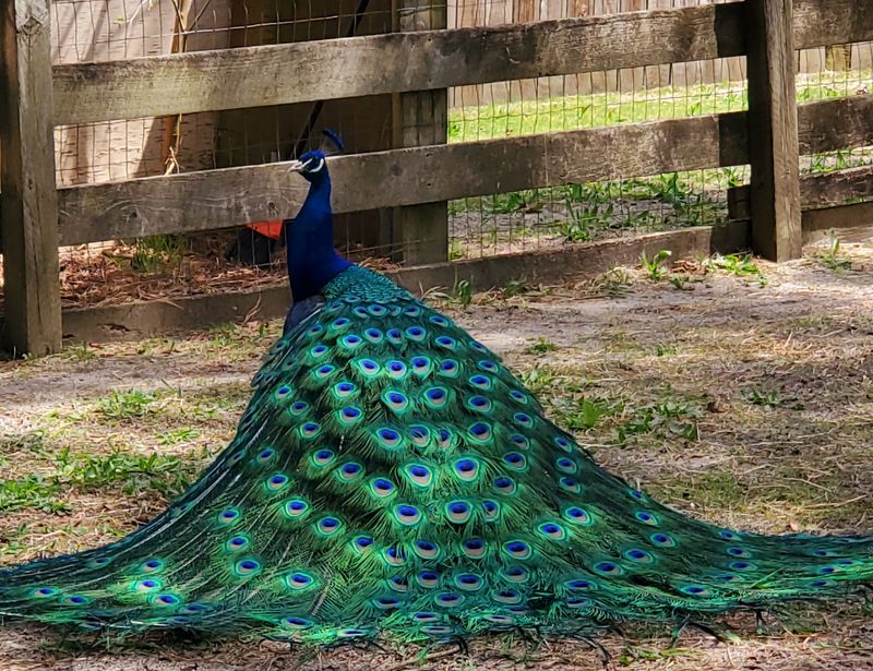 Meet the Roaming Peacocks Who Rule the Refuge
