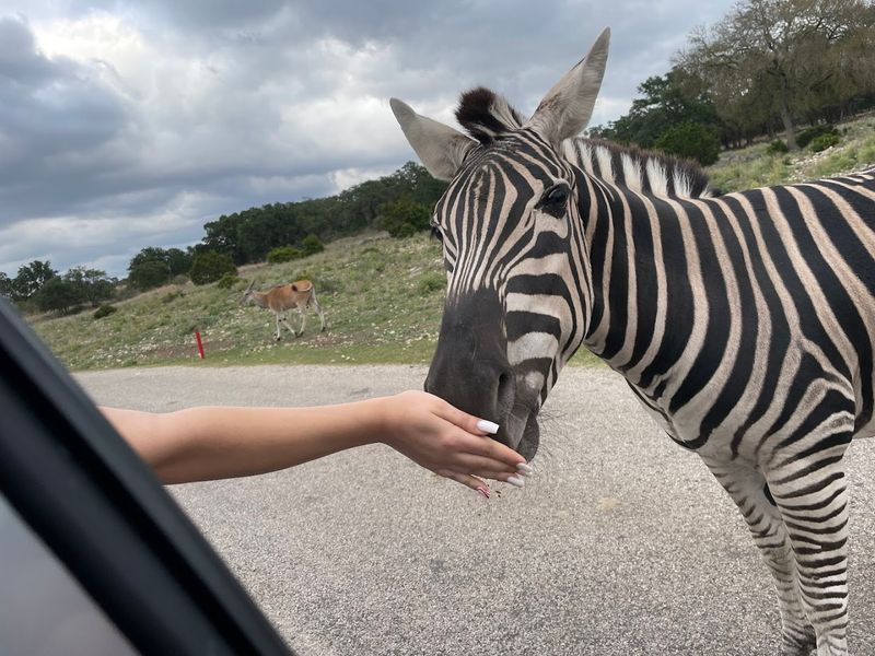 The Drive-Through Safari Experience