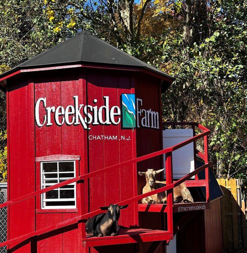 Apple Cider Donuts That Actually Live Up To The Hype