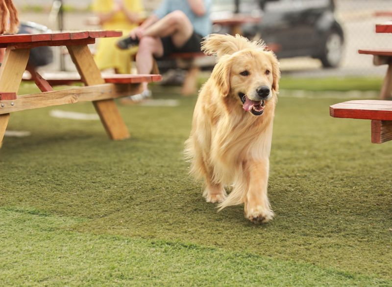 Dog-Friendly Details That Go Beyond the Patio